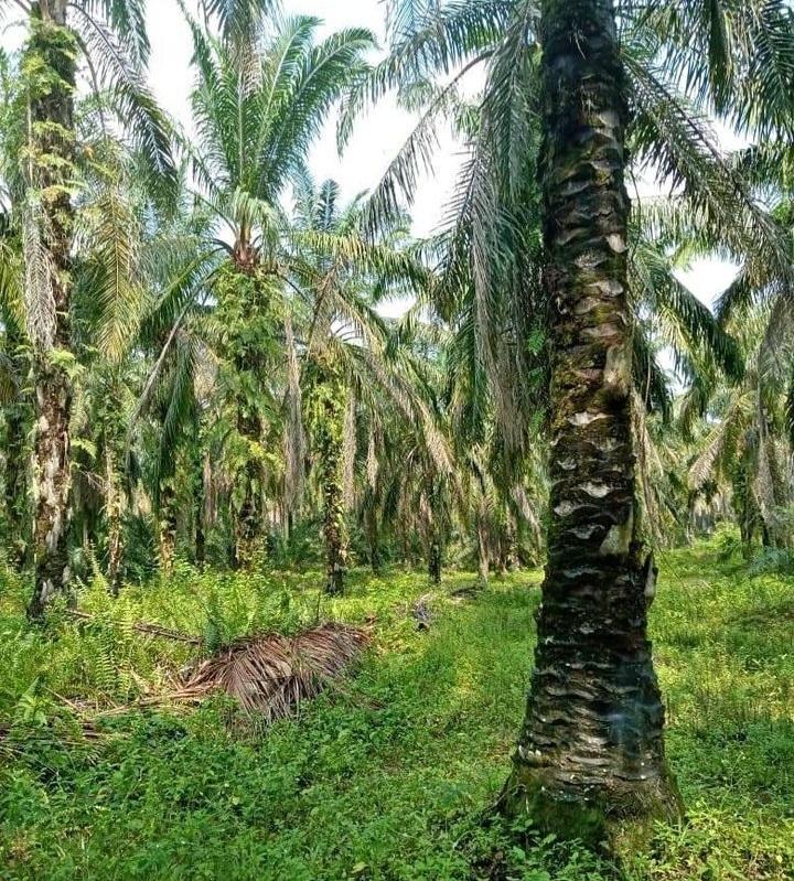 Dana Replanting Diterima Empat Poktan di Mukomuko