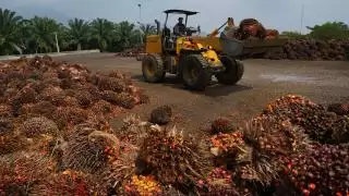 Segini Keuntungan yang Dinikmati Petani Sawit Minggu Lalu