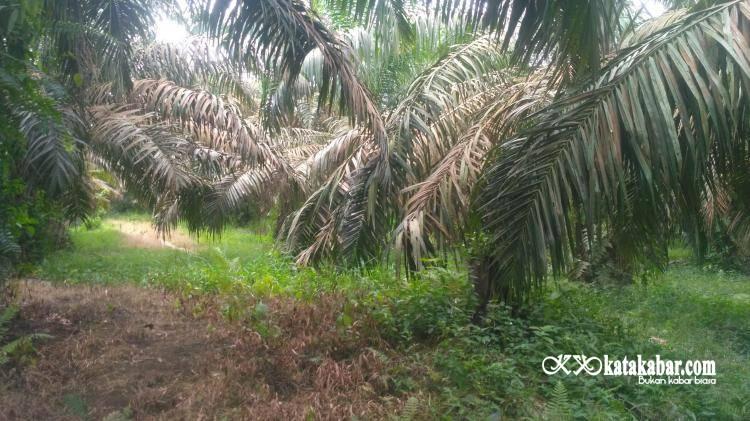 1.392 Hektar Kebun Sawit di Rohul Tak Produktif dan Rusak, Paling Luas di Tandun