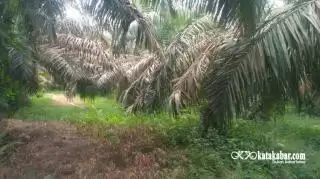 1.392 Hektar Kebun Sawit di Rohul Tak Produktif dan Rusak, Paling Luas di Tandun
