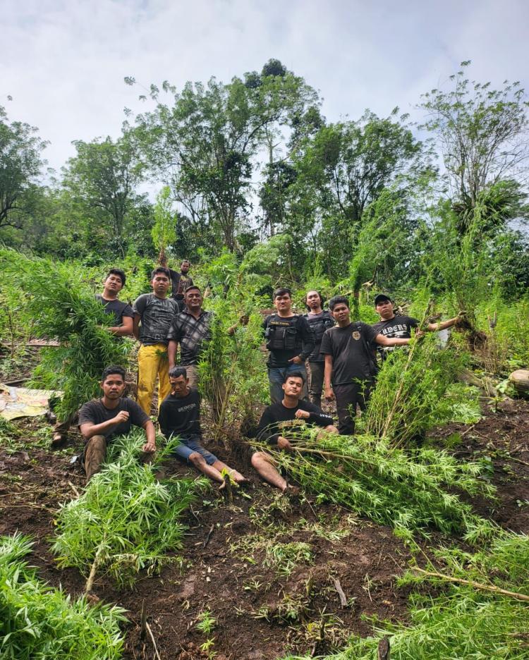 Polisi Temukan Ladang Ganja di Pedalaman Empat Lawang Sumsel
