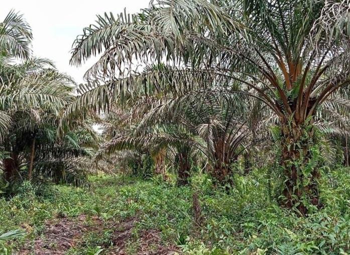 Turunkan Tim POPT, Disbun Aceh: Belum Pasti Sawit Diserang Jamur Ganoderma
