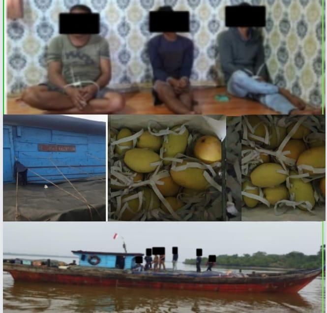 Bea Cukai Bengkalis Amankan 3 ABK Lantaran Seludupkan Mangga Ilegal Dari Malaysia