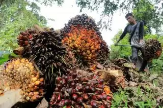 Harga TBS Sawit Plasma Riau Meroket Lagi, Mendekati Tiga Ribu Rupiah