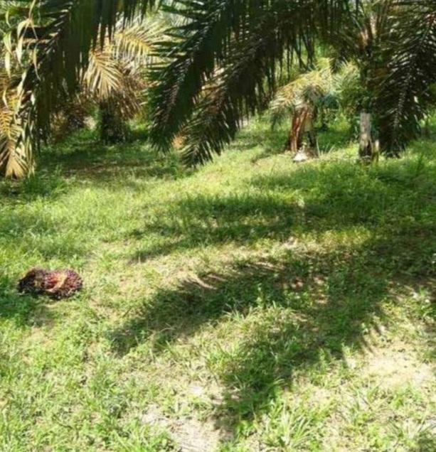 RI Bisa Kuasi Harga Minyak Sawit Dunia, Kata GAPKI Ini Syaratnya