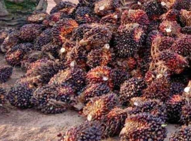 Ondeh! Harga Sawit di 'Ranah Minang' Turun Minggu Ini