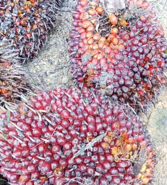 Dibanderol Rp2.400 Per Kilogram, Harga TBS Sawit Pelan-pelan Naik di Tanah Jawa