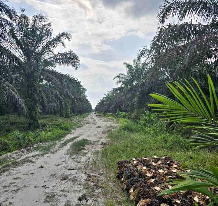 Gerakan Sporadis Perangi Penyakit Ganoderma Musuh Kelapa Sawit