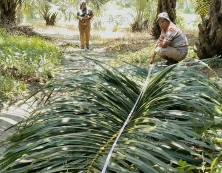 Kala Lembaga Independen Evaluasi Pertumbuhan Sawit Program PSR di Labura