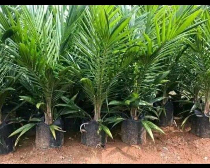 Para Petani Diminta Gunakan Bibit Sawit Bersertifikat Cegah Hama dan Penyakit