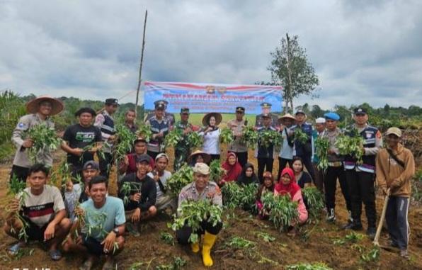 Kebun Sawit Milik Personel Polisi Ditanami Ubi Rambat Dukung Ketapang