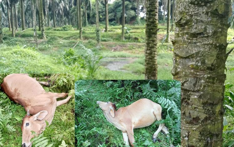 Warga Blangkahan Langkat Resah, Puluhan Ekor Lembu Mati Usai Makan Rerumputan