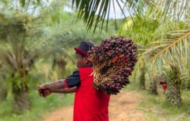Warga Binaan Panen 1,9 Ton Sawit di Lahan Lapas Nunukan