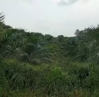 Tolak Deforestasi untuk Perluasan Perkebunan Sawit, Ini Kata Guru Besar UGM