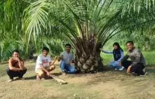 BPDPKS Layangkan Surat, Operasional Dana PPKS dan SPPKS Normal