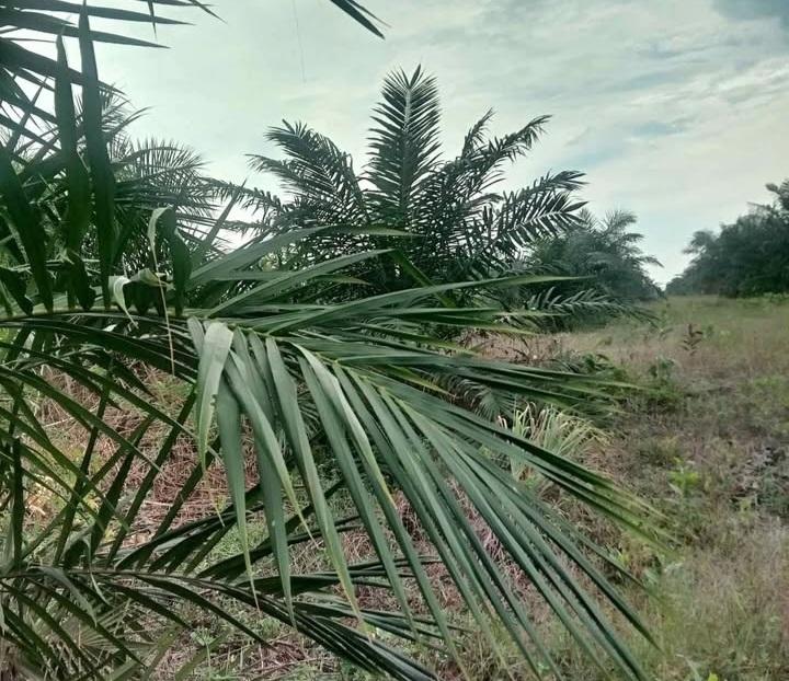 Industri Sawit Dorong Perubahan Besar di Kotawaringin Timur