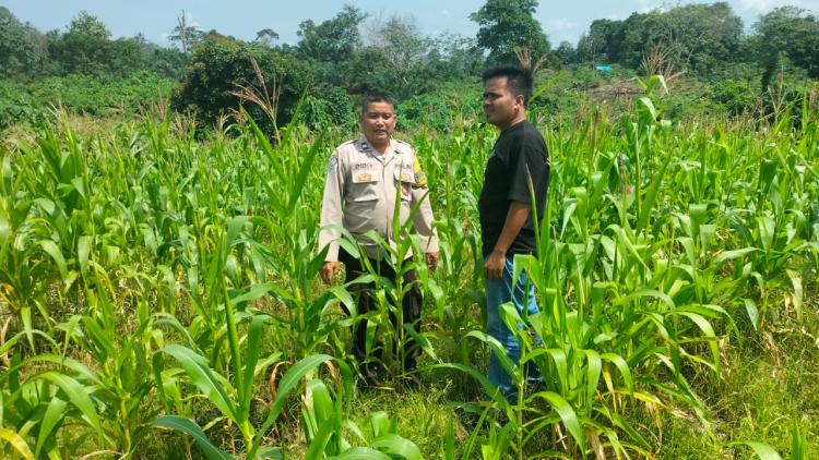 Polsek Kuantan Mudik Menanti Masa Panen Jagung Pipil