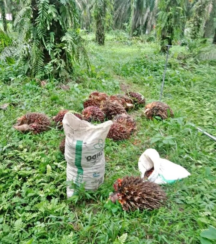 Produsen Minyak Sawit Paling Sustainable di Dunia Indonesia