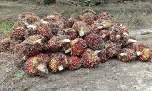 Kelapa Sawit Bukan Tanaman Rakus Air!