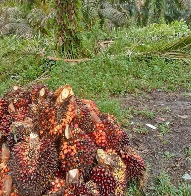 Biomassa Sawit Dukung Ketahanan Energi Berkelanjutan