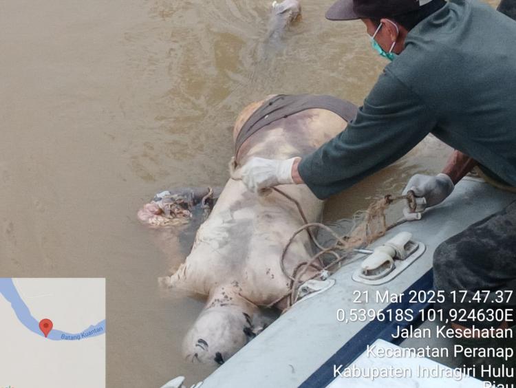 Mayat Pria Mr X Ditemukan Mengapung di Sungai Indragiri Inhu