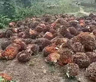 Hoaks! Perkembangan Sawit di Riau Penyebab Deforestasi