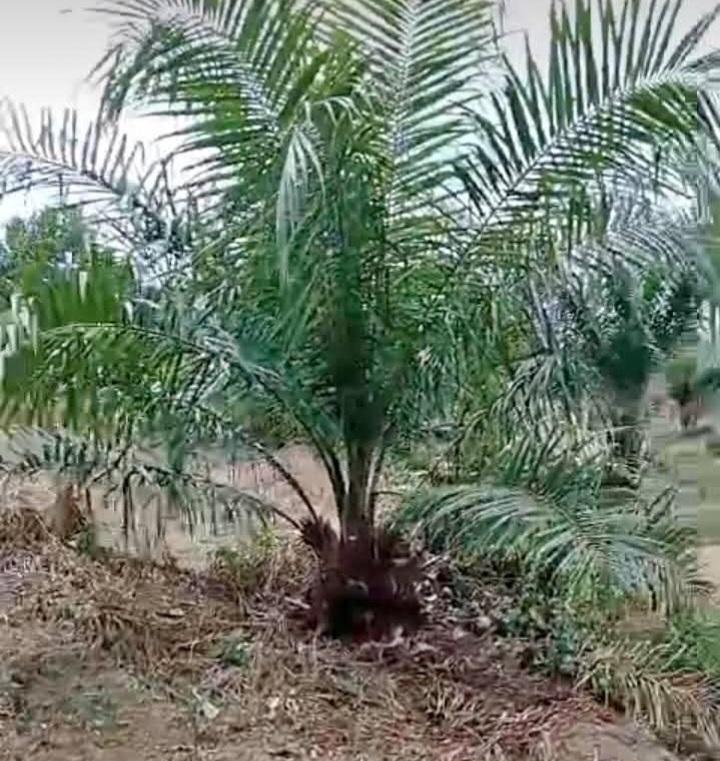 Kelapa Sawit Berperan Penyediaan Pakan Ternak Global Selain Minyak Nabati