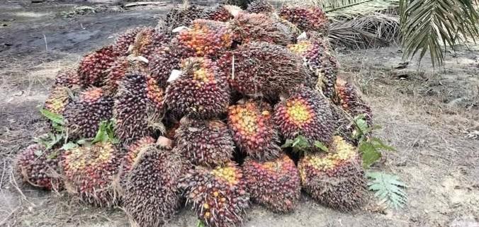 Pahami Strategi Peningkatan Produktivitas Perkebunan Sawit  Berkelanjutan