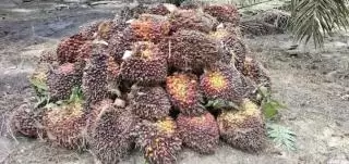 Pahami Strategi Peningkatan Produktivitas Perkebunan Sawit  Berkelanjutan