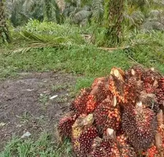 Kenali Strategi Peningkatan Produktivitas Perkebunan Sawit  Berkelanjutan