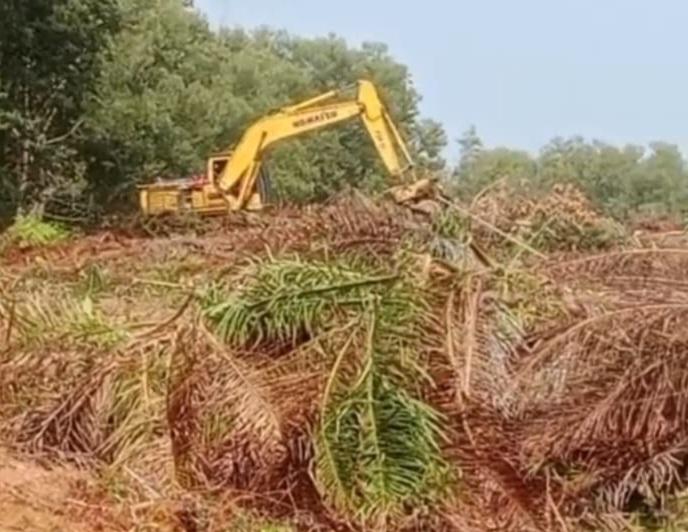 Nelangsa, Duit Habis dan Harapan Sirna Kebun Sawit Petani Inhu Dirusak PT BBSI