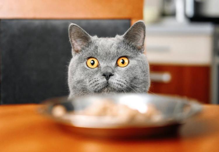 Memberikan Makanan Manusia Bahaya! Ini Pilihan Makanan Kucing Tepat