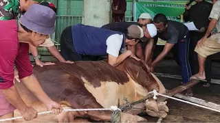 Sapi Kurban Seberat 1 Ton dari Presiden Prabowo Disembelih di Al Washliyah Sumut, Temuan Mengejutkan Terjadi