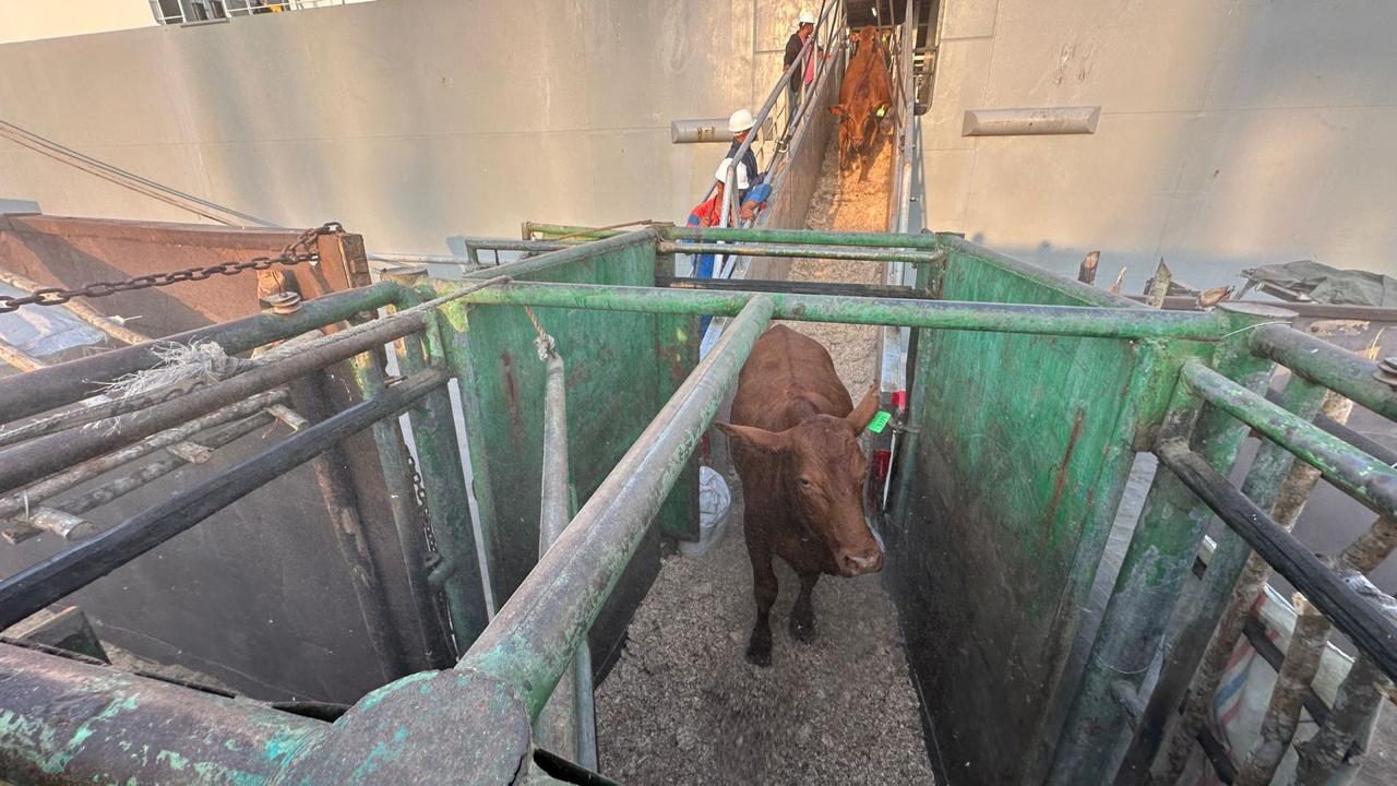 Komitmen Layanan Livestock Pelindo Kawal Ketahanan Pangan Nasional