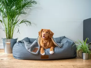 Cari Tahu Persiapan Adopsi Anjing di Rumah Buat Pemula