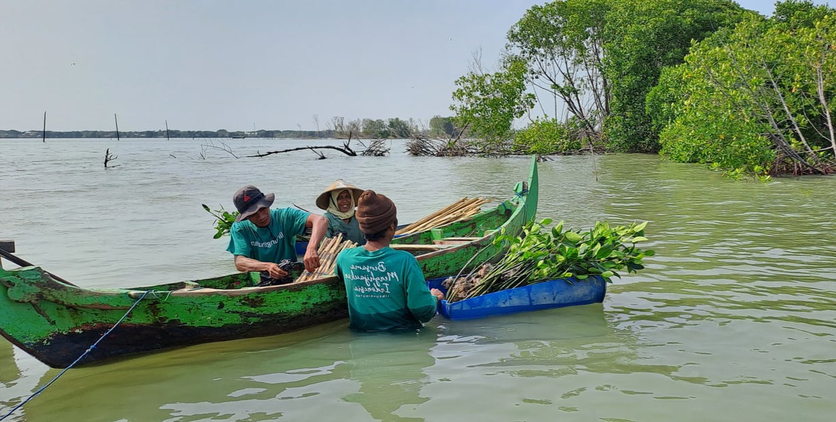 Kampanye Tanam Pohon di Bedono Contoh Mitigasi Abrasi Pesisir