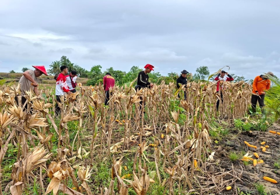 PTPN IV Regional V Bersama Polres Landak Panen Perdana Jagung Tumpang Sari