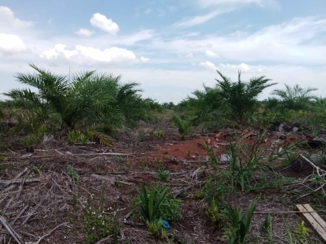 Kabid Pengolahan dan Pemasaran Disbun Riau Bilang Di Mana Ada Sawit Di Situ Ekonomi Tumbuh