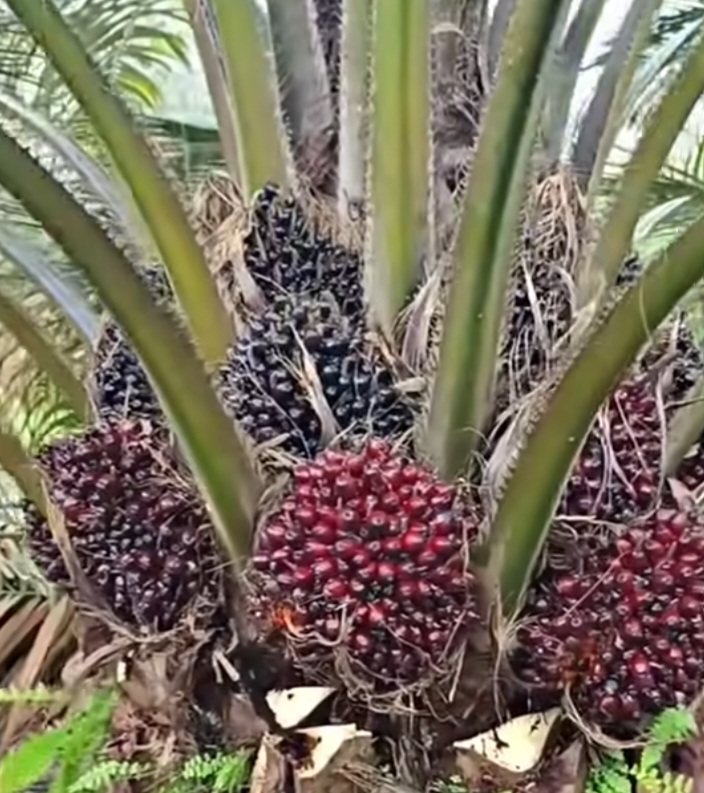 Disbun Jambi Tetapkan Harga: TBS Sawit Turun Rp14,49 per Kg Periode 5 Hingga 11 September 2025