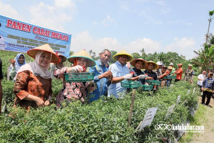 Panen Raya Cabai di Deli Serdang, Bupati: Petani Ujung Tombak Ketahanan Pangan
