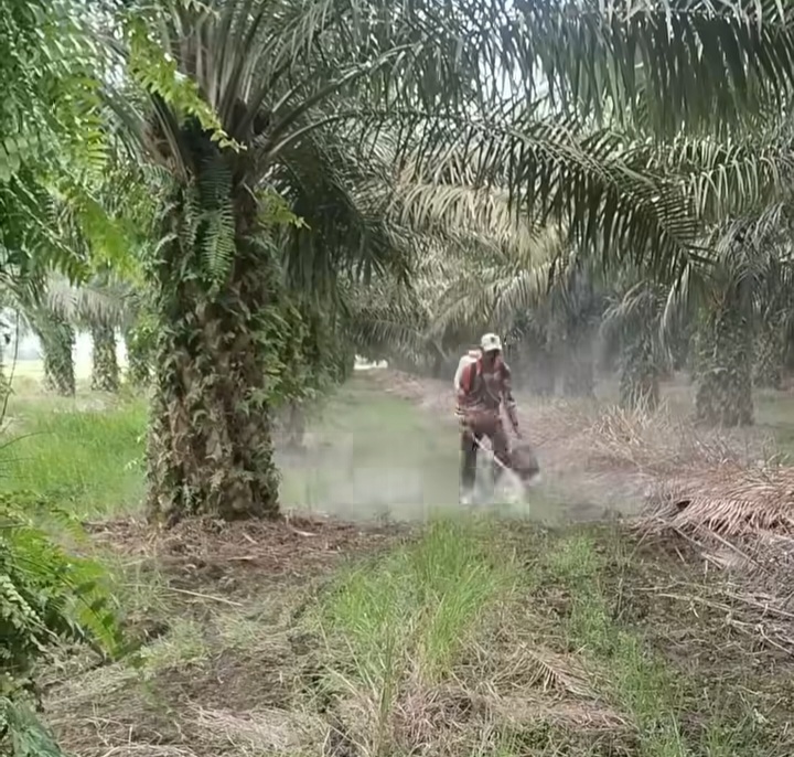 Kelapa Sawit Sumber Devisa Dorong Pertumbuhan Ekonomi Indonesia