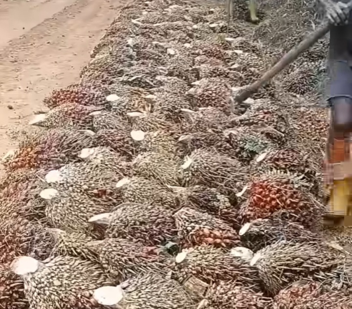 Pemkab Pasbar Bangun Sinergi dengan PPKS Demi Petani Dapat Benih Unggul