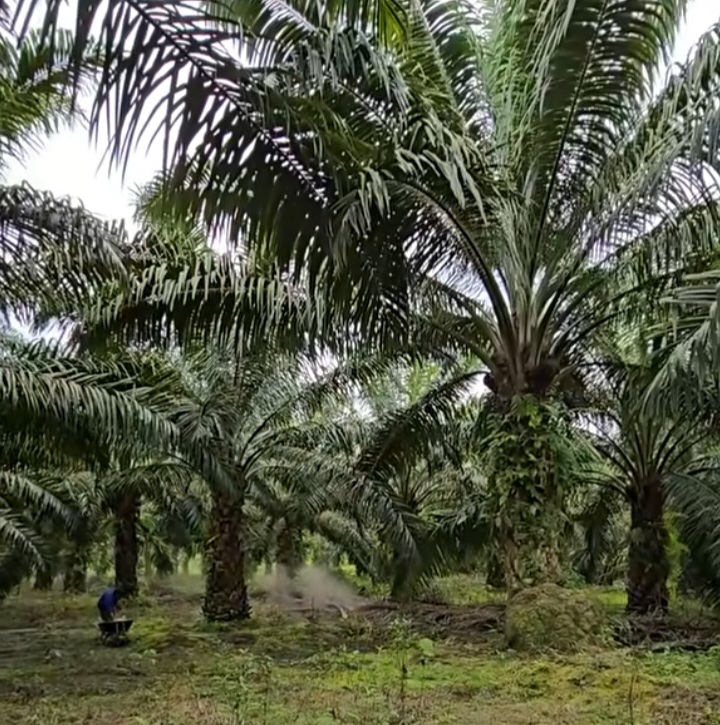 Petani Kelapa Sawit di Merangin dan Bungo Dambakan Pendirian PKS