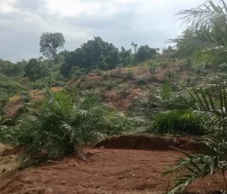 CPO Ungkit Harga TBS Sawit Petani Mitra Plasma di Sumut Periode 8 Hingga 14 Oktober 2025