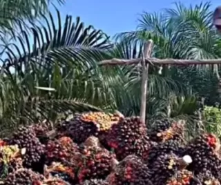 Di Sumsel Harga TBS Tinggi Kontras dengan Produksi Sawit Stagnan Cenderung Merosot