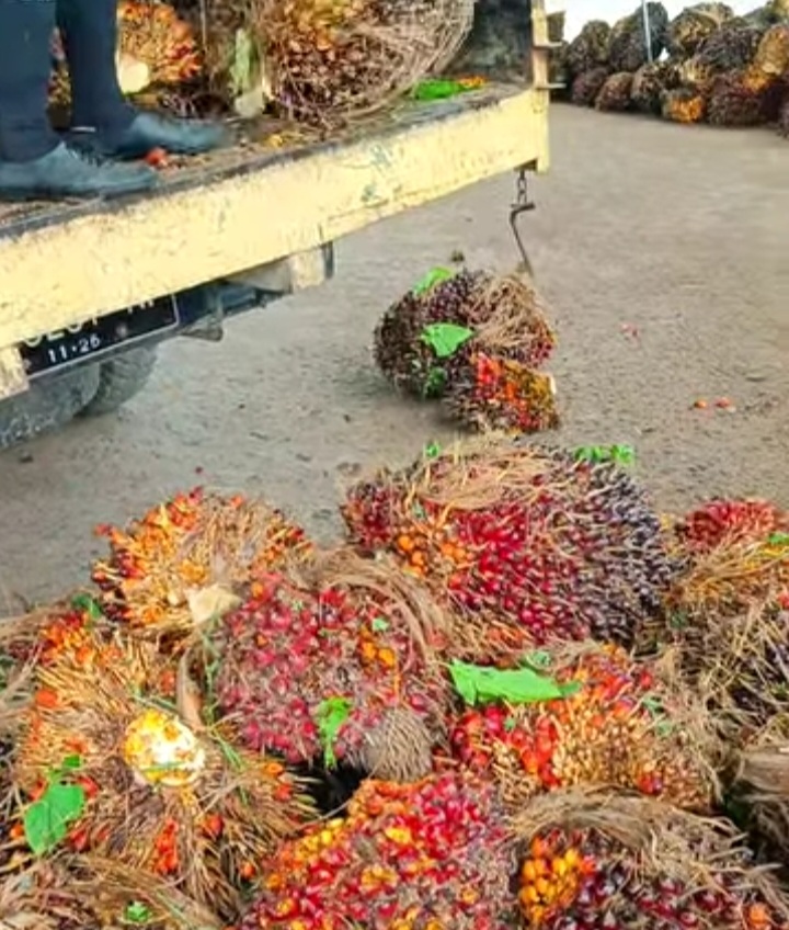 Program B50 Kabar Baik, Apkasindo Sebut Bakal Tingkatkan Harga Sawit Petani