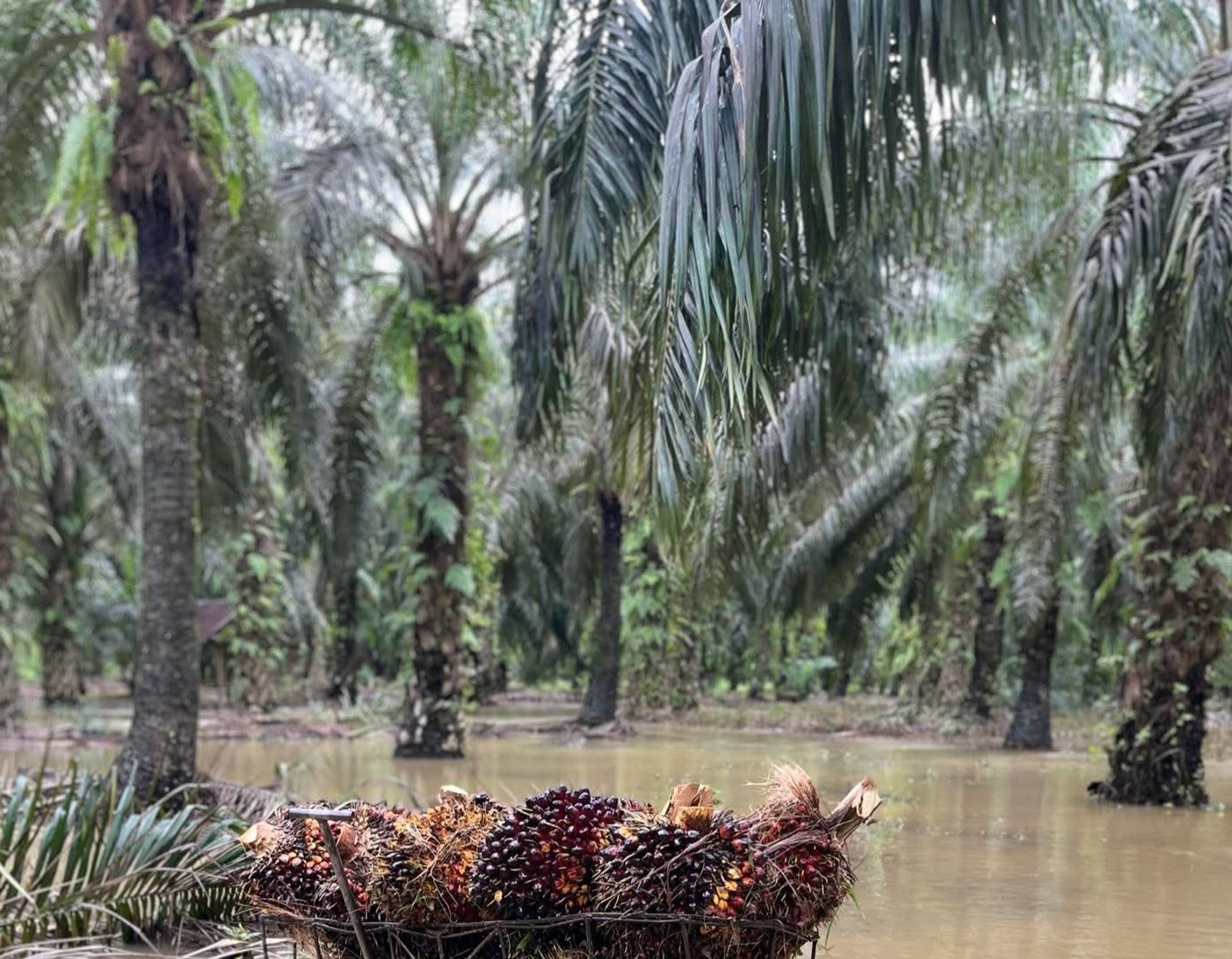 Ups! Mayoritas Petani Sawit Belum Punya Data Geolokasi dan Dokumen Sah