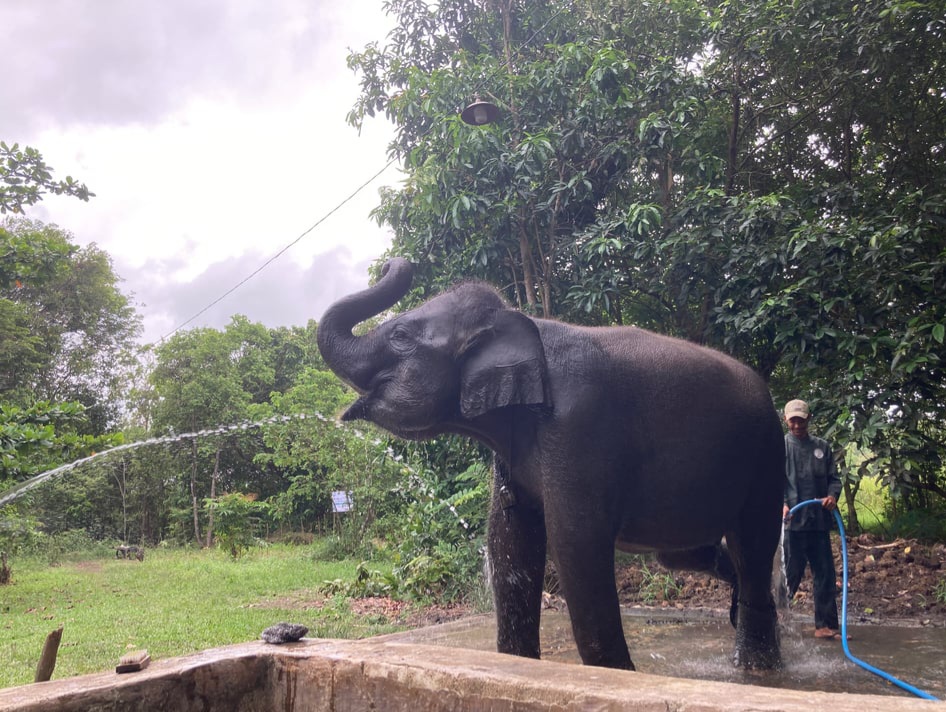 LindungiHutan Tanam Pohon di Way Kambas Perkuat Habitat Gajah Sumatera Kian Menyusut