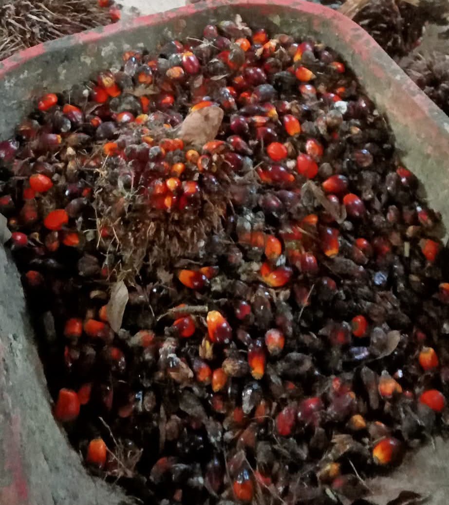 Kelapa Sawit Solusi Kebutuhan Minyak Nabati Global di Masa Depan