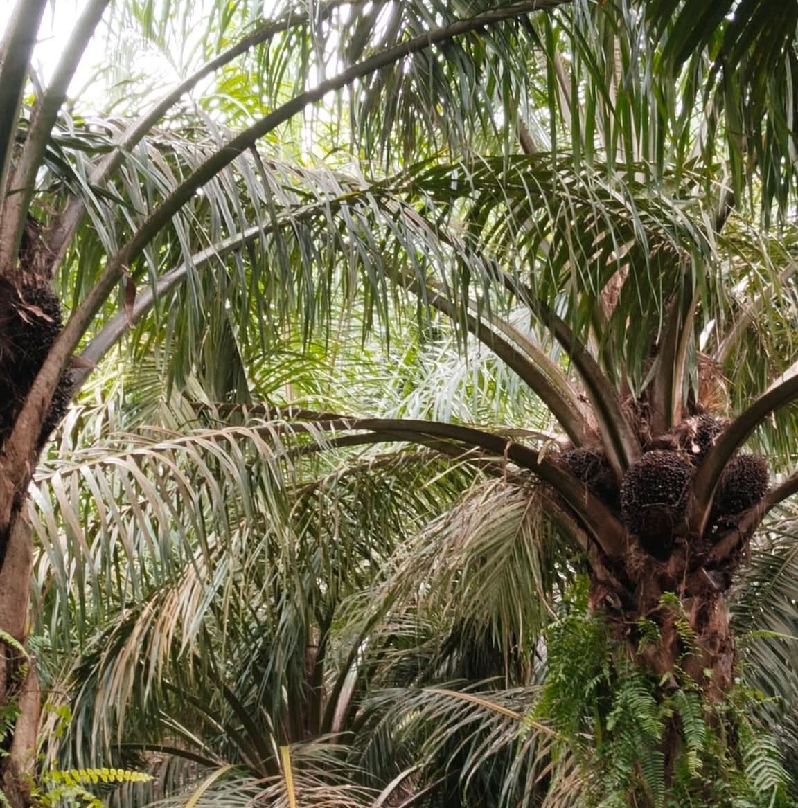 Tanaman Si Paling Hemat Lahan Bernama Kelapa Sawit